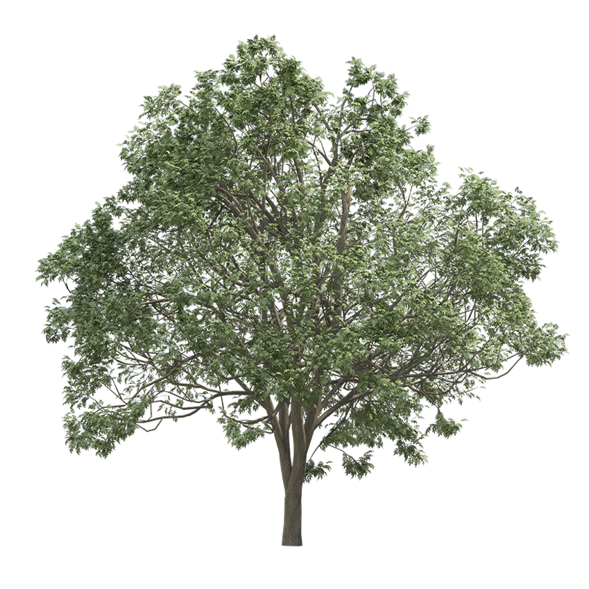 Fraxinus excelsior - ash tree 02